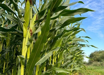 7,5 ha kukurūzų laukas Šilutės rajone